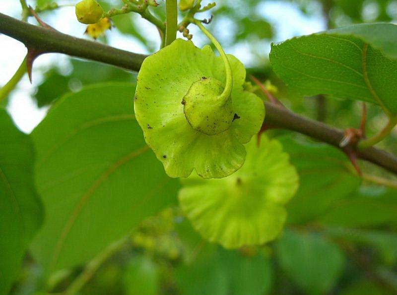 Paliurus spina-christi / Marruca
